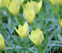 Тюльпан Хонки Тонк (Tulipa Honky Tonk) — фото 8