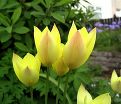 Тюльпан Хонки Тонк (Tulipa Honky Tonk) — фото 9