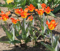 Тюльпан Хуан (Tulipa Juan) — фото 4