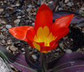 Тюльпан Хуан (Tulipa Juan) — фото 5