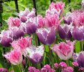 Тюльпан Хьюс Тен Бош (Tulipa Huis Ten Bosch) — фото 4