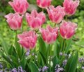 Тюльпан Хьюс Тен Бош (Tulipa Huis Ten Bosch) — фото 6