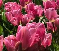 Тюльпан Хэппи Фэмили (Tulipa Happy Family) — фото 5