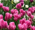 Тюльпан Хэппи Фэмили (Tulipa Happy Family) — фото 6