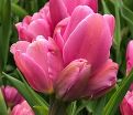 Тюльпан Хэппи Фэмили (Tulipa Happy Family) — фото 7