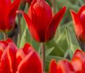 Тюльпан Шоувиннер (Tulipa Showwinner) — фото 4
