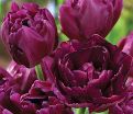 Тюльпан Шоукейс (Tulipa Showcase) — фото 2