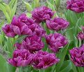 Тюльпан Шоукейс (Tulipa Showcase) — фото 3