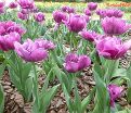 Тюльпан Шоукейс (Tulipa Showcase) — фото 5