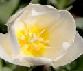 Тюльпан Эдвенчер (Tulipa Adventure) — фото 2