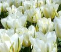 Тюльпан Экзотик Эмперор (Tulipa Exotic Emperor) — фото 2
