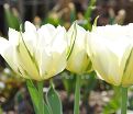 Тюльпан Экзотик Эмперор (Tulipa Exotic Emperor) — фото 3