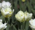 Тюльпан Экзотик Эмперор (Tulipa Exotic Emperor) — фото 4