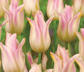 Тюльпан Элегант Леди (Tulipa Elegant Lady) — фото 5