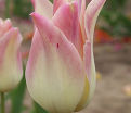 Тюльпан Элегант Леди (Tulipa Elegant Lady) — фото 6