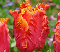Тюльпан Эмейзинг Пэррот (Tulipa Amazing Parrot) — фото 2