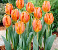Тюльпан Эрмитаж (Tulipa Hermitage) — фото 3