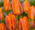 Тюльпан Эрмитаж (Tulipa Hermitage) — фото 4