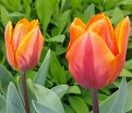 Тюльпан Эрмитаж (Tulipa Hermitage) — фото 5