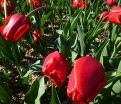 Тюльпан Эскейп (Tulipa Escape) — фото 3