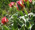 Тюльпан Эсперанто (Tulipa Esperanto) — фото 4