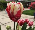 Тюльпан Эстелла Рийнвелд (Tulipa Estella Rijnveld) — фото 2