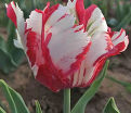Тюльпан Эстелла Рийнвелд (Tulipa Estella Rijnveld) — фото 3