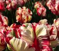 Тюльпан Эстелла Рийнвелд (Tulipa Estella Rijnveld) — фото 4