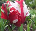 Тюльпан Эстелла Рийнвелд (Tulipa Estella Rijnveld) — фото 6