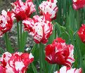 Тюльпан Эстелла Рийнвелд (Tulipa Estella Rijnveld) — фото 7