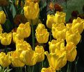 Тюльпан Ян ван Нес (Tulipa Jan van Nes) — фото 4