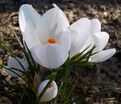 Крокус Ард Шенк (Crocus Ard Schenk) — фото 2