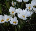 Крокус Ард Шенк (Crocus Ard Schenk) — фото 5