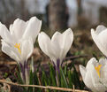 Крокус Белый (Crocus White) — фото 2