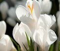 Крокус Белый (Crocus White) — фото 4