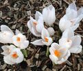Крокус Белый (Crocus White) — фото 5