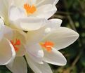 Крокус Белый (Crocus White) — фото 6