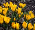 Крокус Голден Еллоу (Crocus Golden Yellow) — фото 3