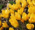 Крокус Голден Еллоу (Crocus Golden Yellow) — фото 4