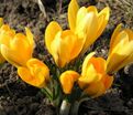 Крокус Голден Еллоу (Crocus Golden Yellow) — фото 5