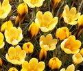 Крокус Голдилокс (Crocus Goldilocks) — фото 2