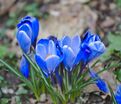 Крокус Голубой (Crocus Blue) — фото 2