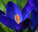 Крокус Голубой (Crocus Blue) — фото 3