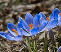 Крокус Голубой (Crocus Blue) — фото 4