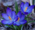 Крокус Голубой (Crocus Blue) — фото 5