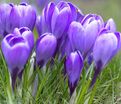 Крокус Гран Мэтр (Crocus Grand Maitre) — фото 2