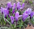 Крокус Гран Мэтр (Crocus Grand Maitre) — фото 3