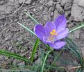 Крокус Гран Мэтр (Crocus Grand Maitre) — фото 4