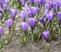 Крокус Гран Мэтр (Crocus Grand Maitre) — фото 5