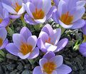 Крокус Гран Мэтр (Crocus Grand Maitre) — фото 6